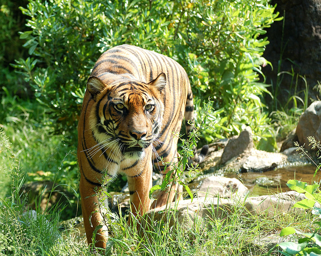 Tiger hunting