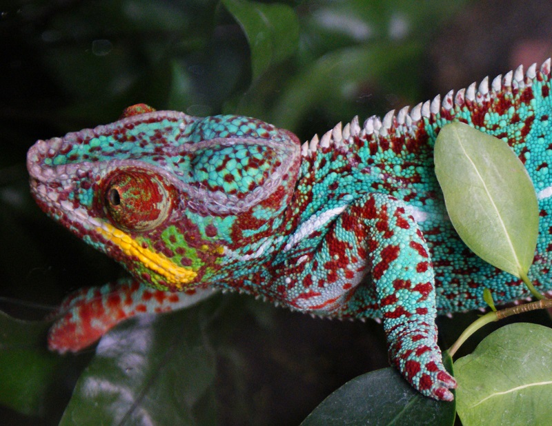 Chameleon