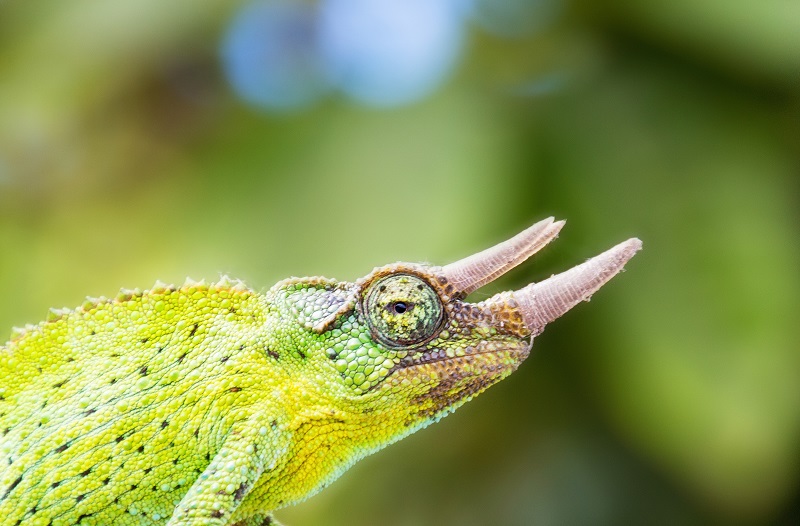 Chameleon Horns