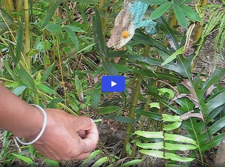 Chameleon Eating A Grasshopper