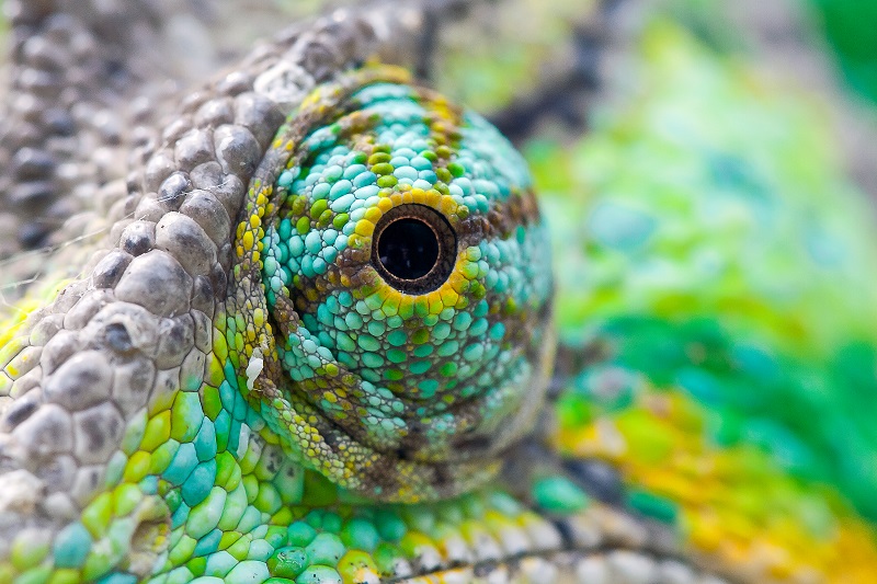 Chameleon’s Eye