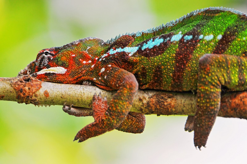Another Colorful Chameleon