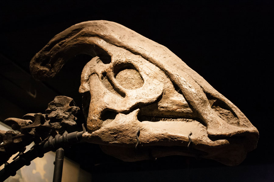 hadrosaurus fossil in a museum