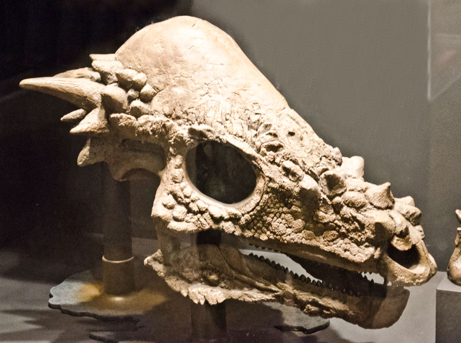 pacycephalosaurus skull fossil in a museum