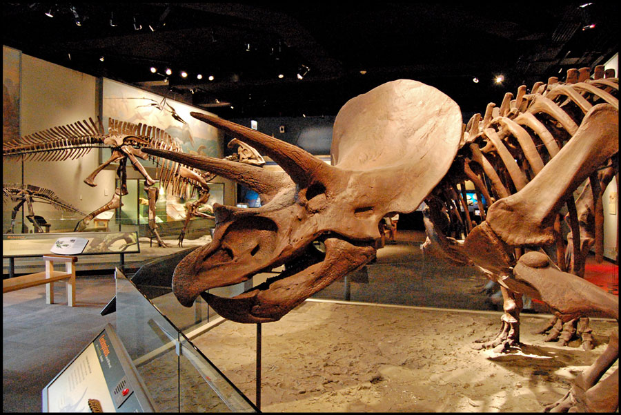 triceratops skeleton in a museum