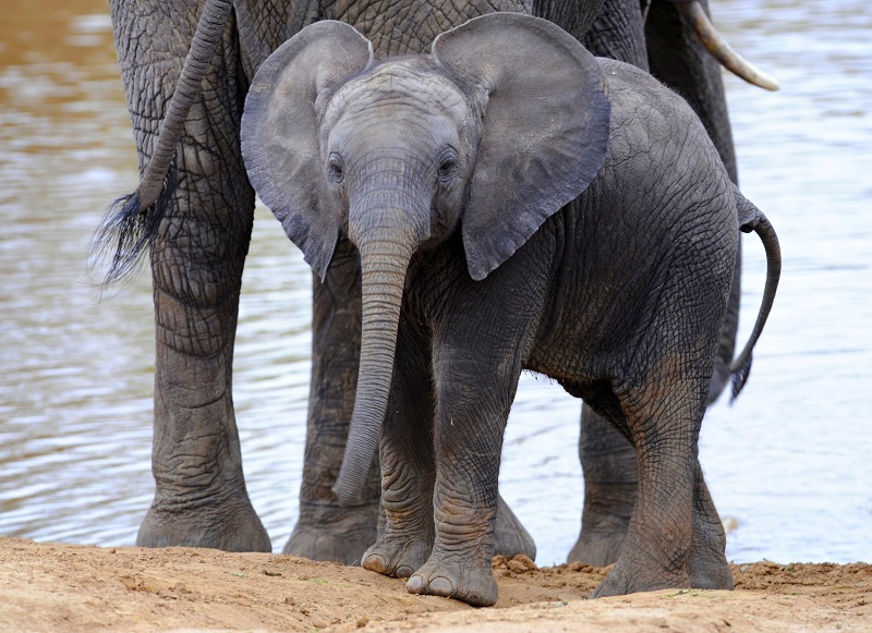 Ear, Ear