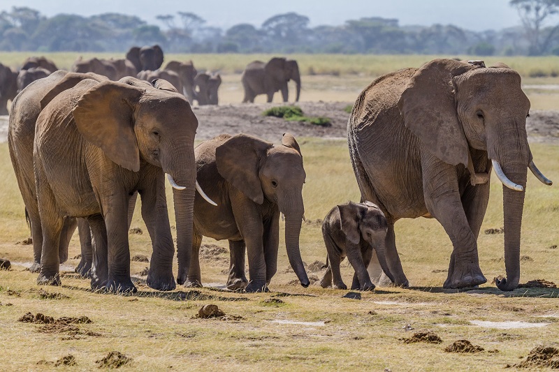Elephant Family