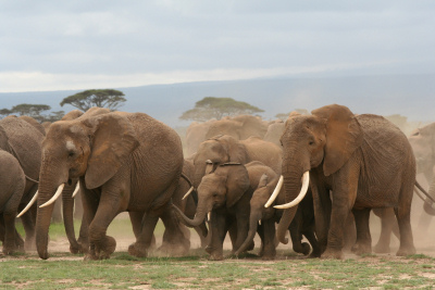 Herd of Elephants
