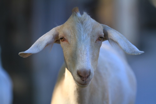 Cute alpine goat