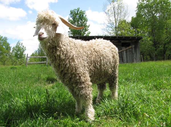 Angora goat standing pretty