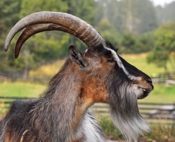 Goat profile