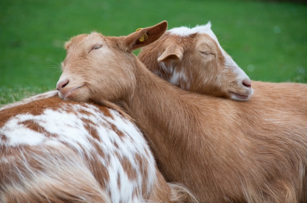 Goats sleeping