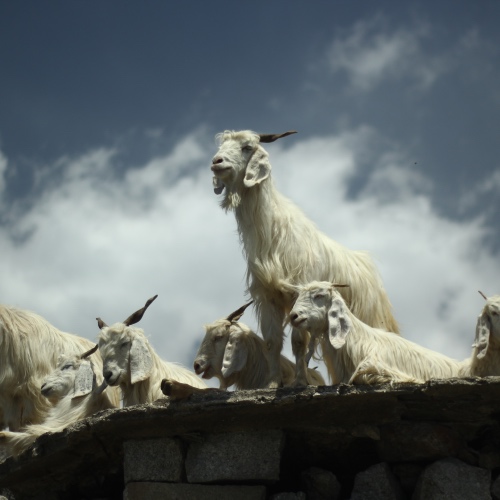 Mountain Goat peering