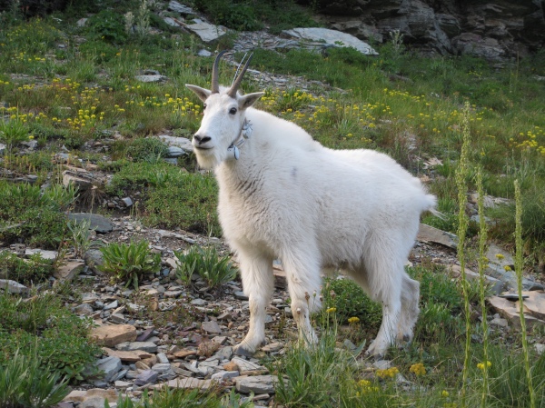 Mountain goat peering