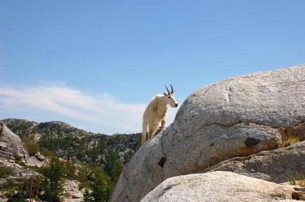 Mountain goat peering