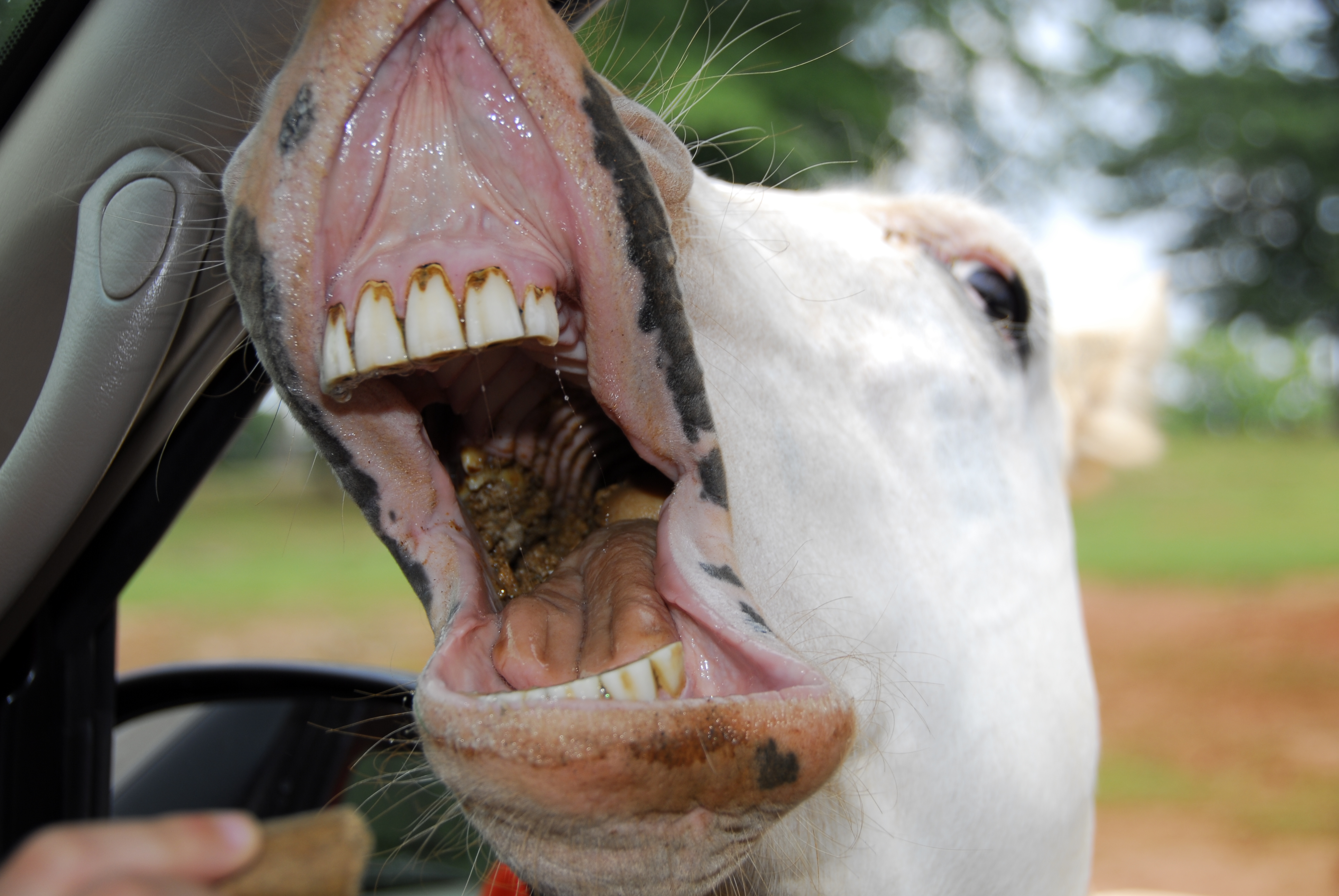 Horse showing teeth