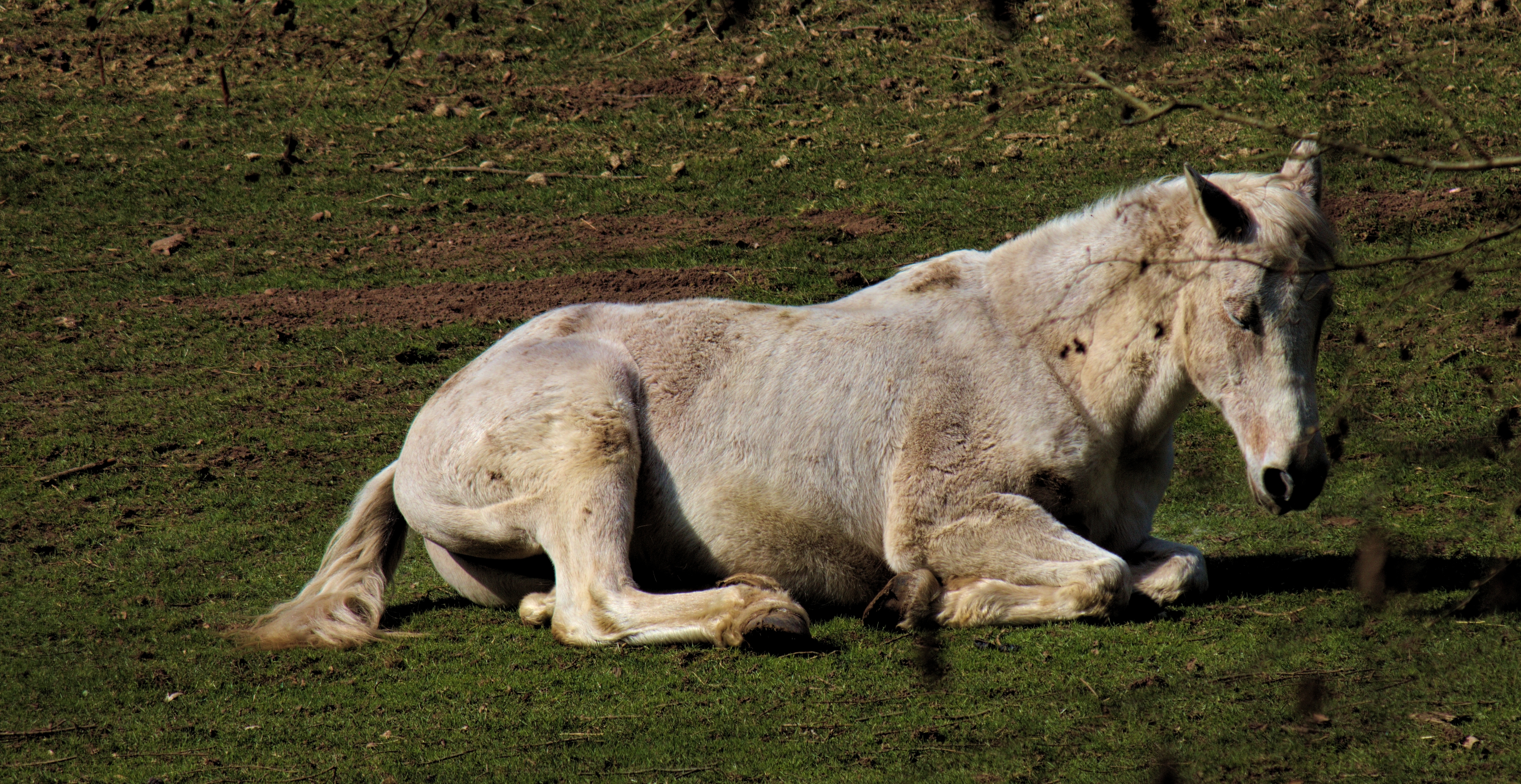 Sleeping horse