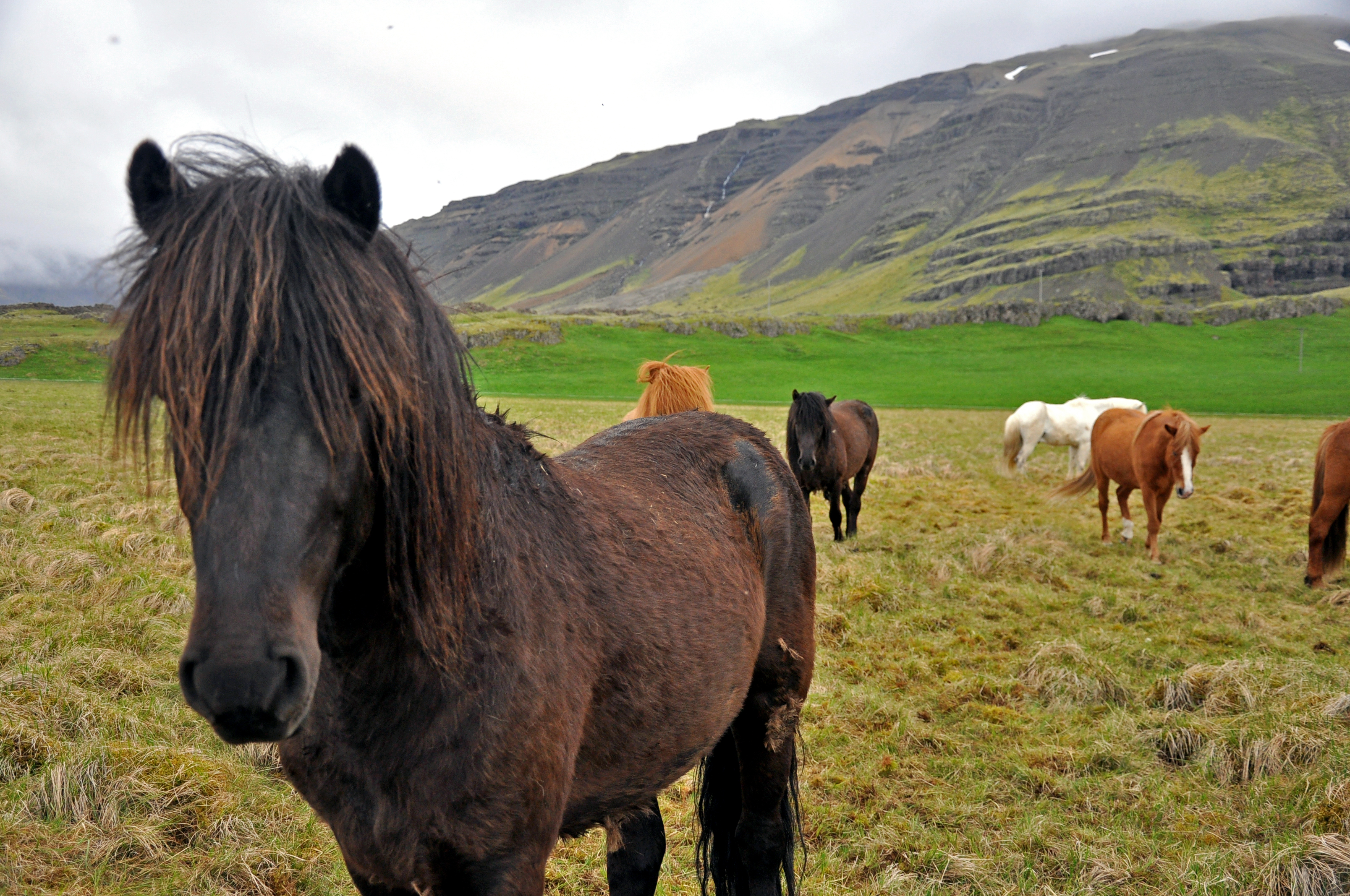 Icelandic Horses