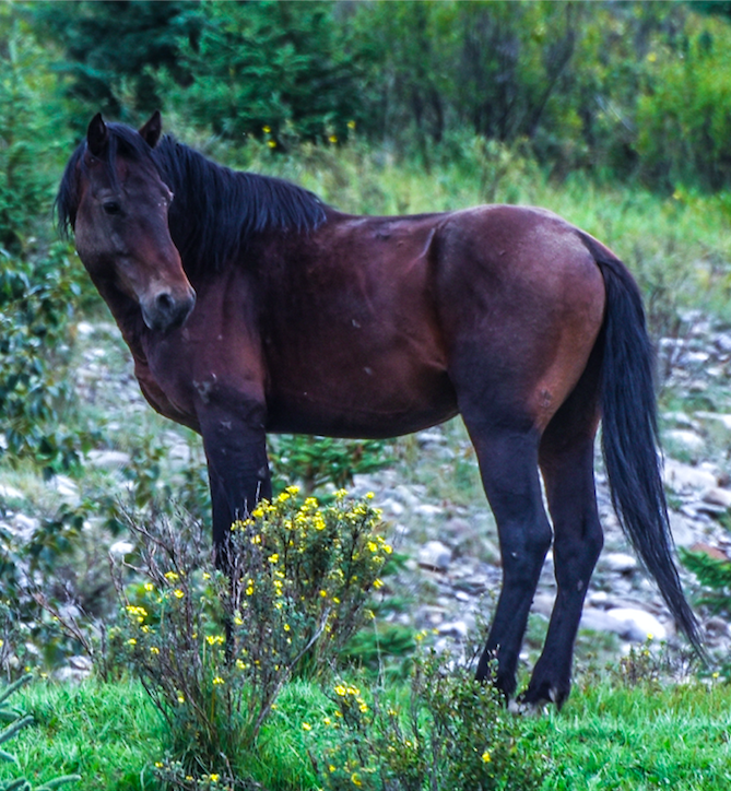 Horse craning neck