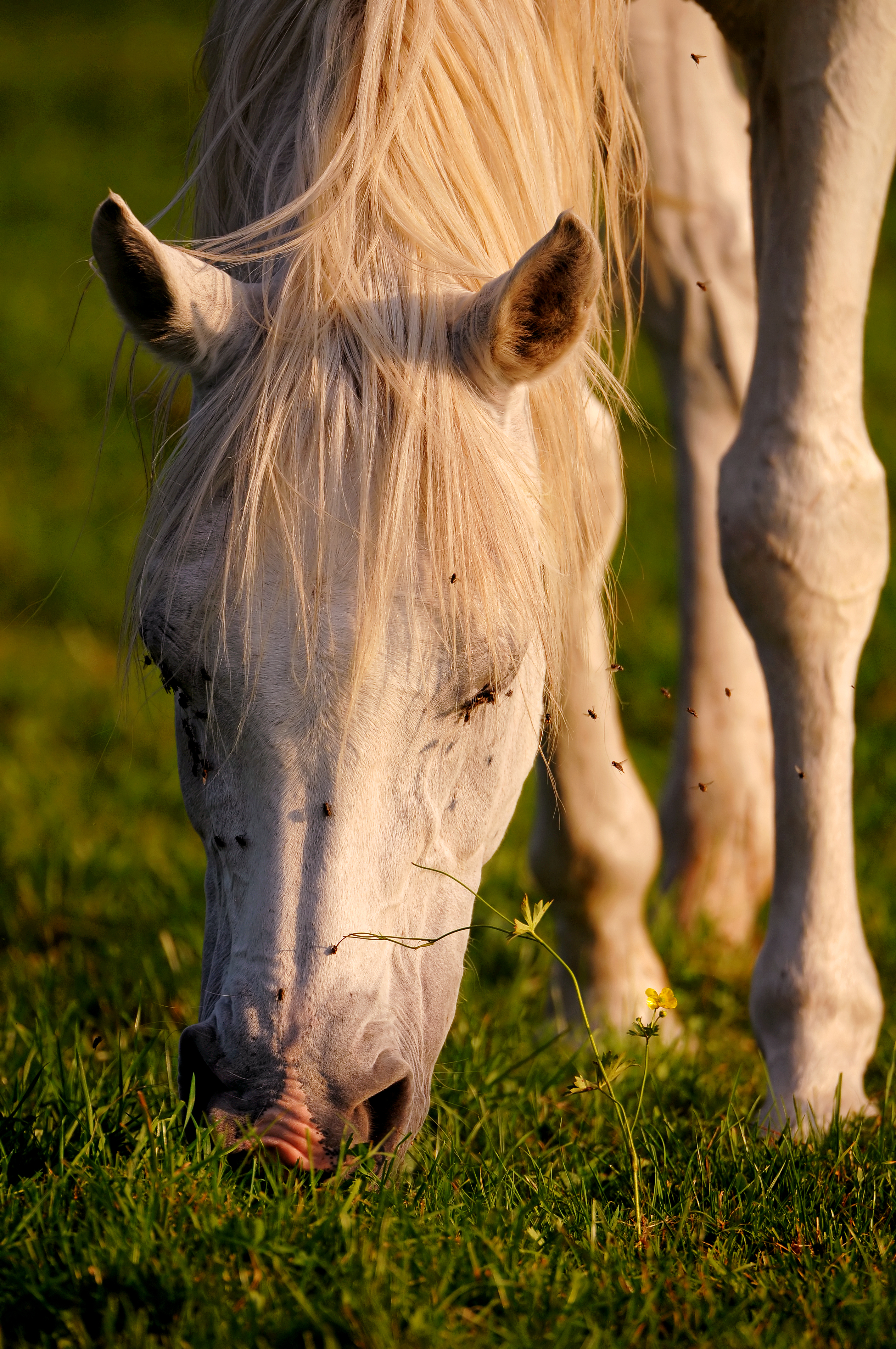Grazing at Sunset 