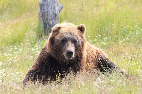 Grizzly Bear in a Meadow
