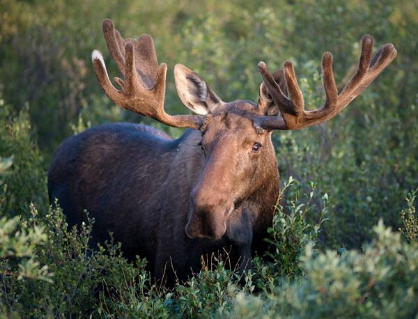 Mama Moose and her Twin Calves