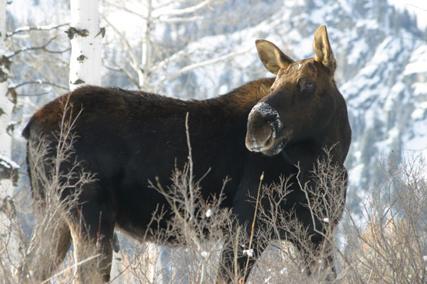 Cow Moose in the Snow