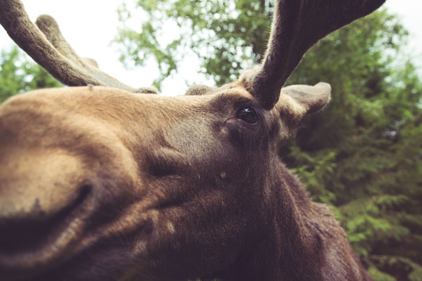 close up of a moose