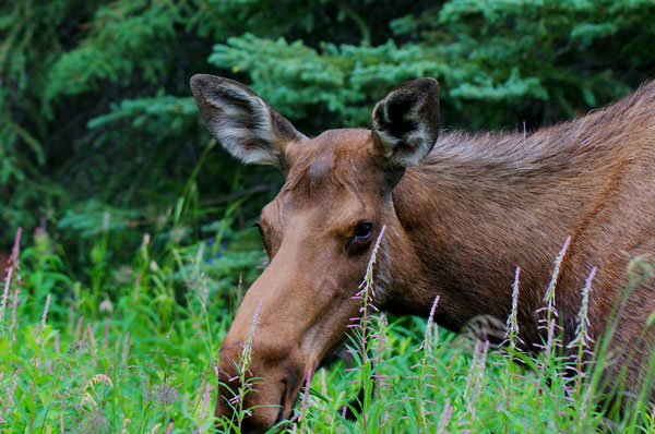 Moose in a Meadow