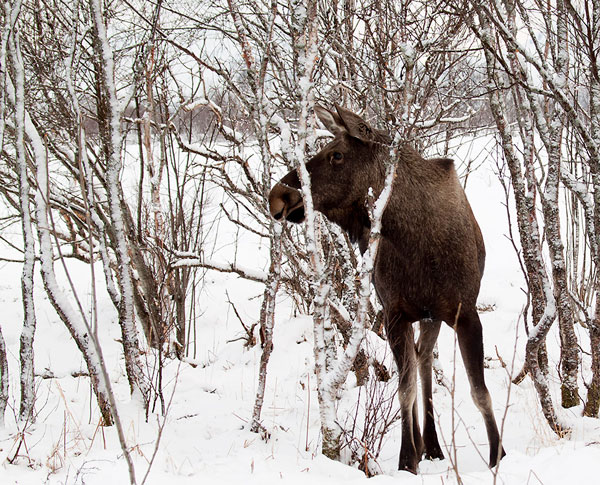 Moose in the Snow