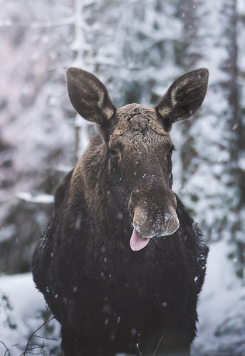 Moose in winter