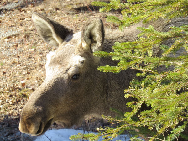 Peekaboo Moose