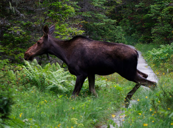 Moose running past the path