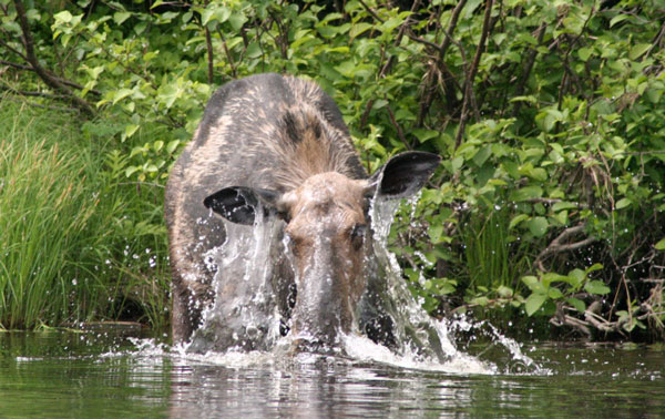 Moose with its Head Underwater