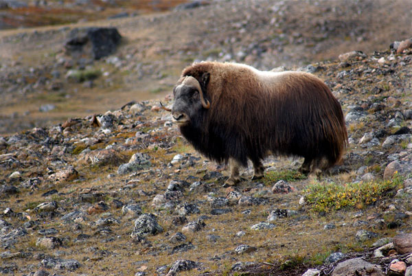 Musk Ox in the Arctic Circle