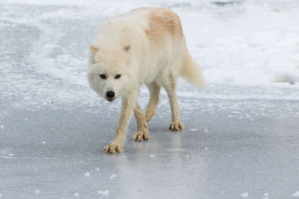 Arctic Wolf