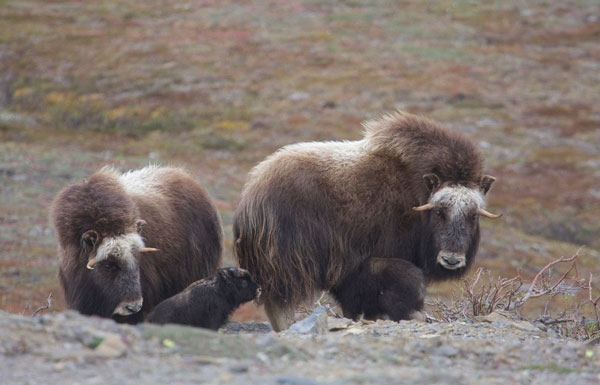 Musk Ox Family