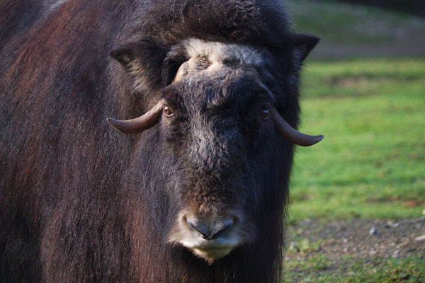 Musk ox