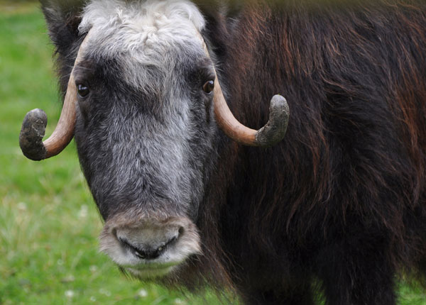 close up of a musk oxen