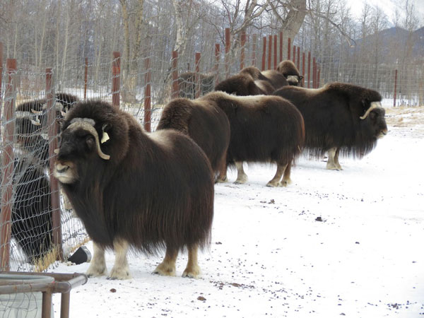 Musk Ox Farm in Winter