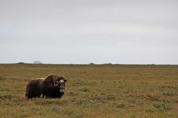 Musk Oxen in the Tundra