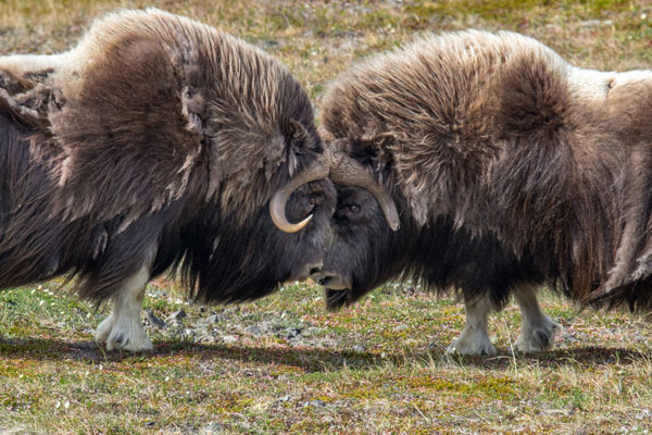 Musk Oxen in a Rut