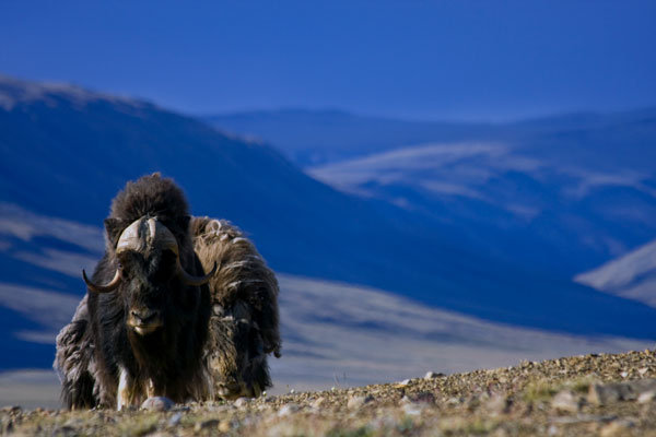 Herd of Musk Oxen in the TUndra