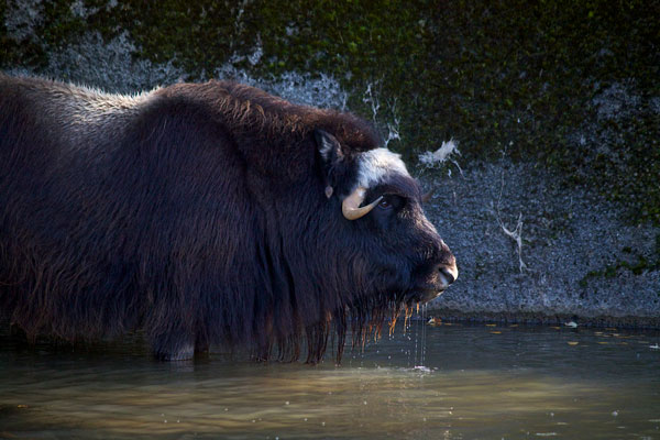 Musk Ox in Water