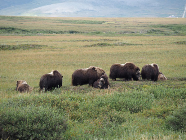 Musk ox Arctic tundra