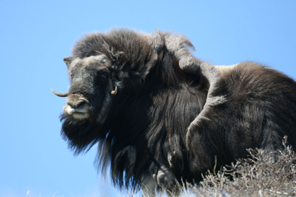 Windy Musk Ox