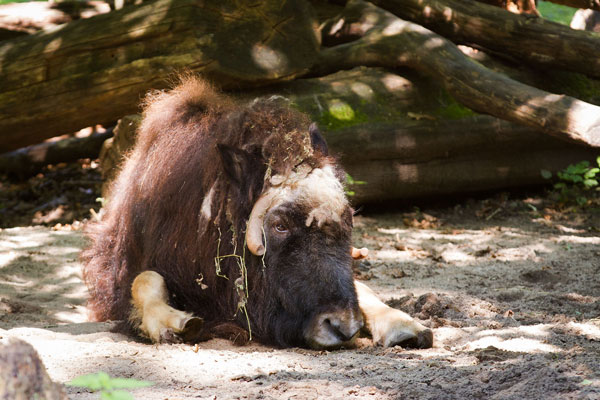 Musk Ox at the Zoo