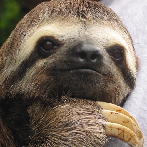 Sloth chilling out