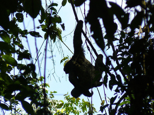 Brown-Throated Three-Toed Sloth Hanging in the Shadows