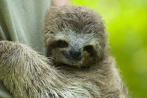 Pygmy Sloth